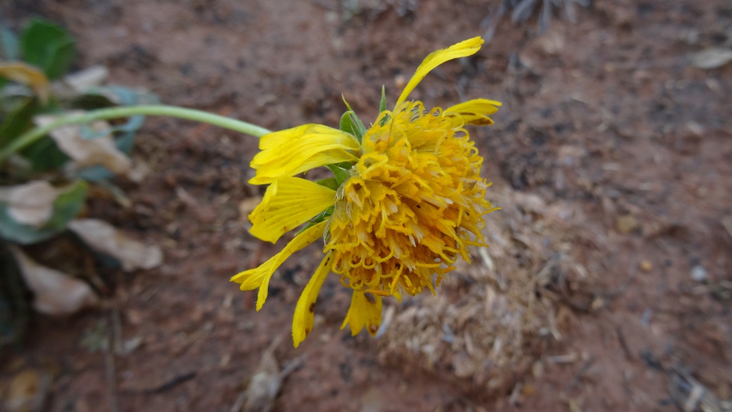 Basin Daisy - Platyschkuhria Integrifolia