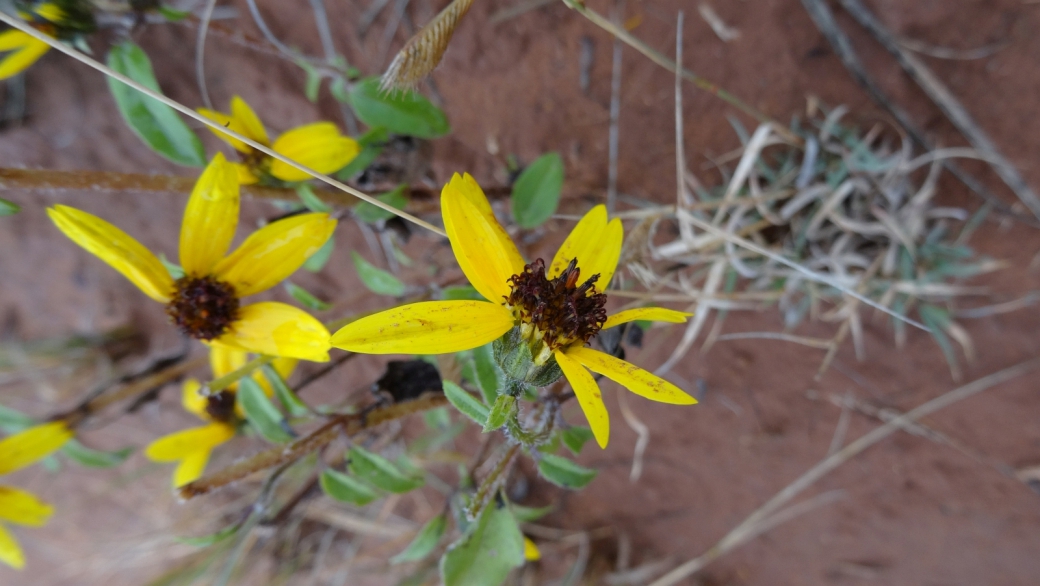 Common Sunflower – Helianthus Annuus