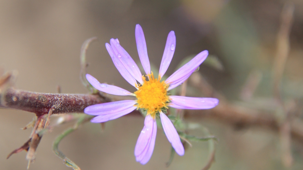 Waxy Aster - Aster Glaucus