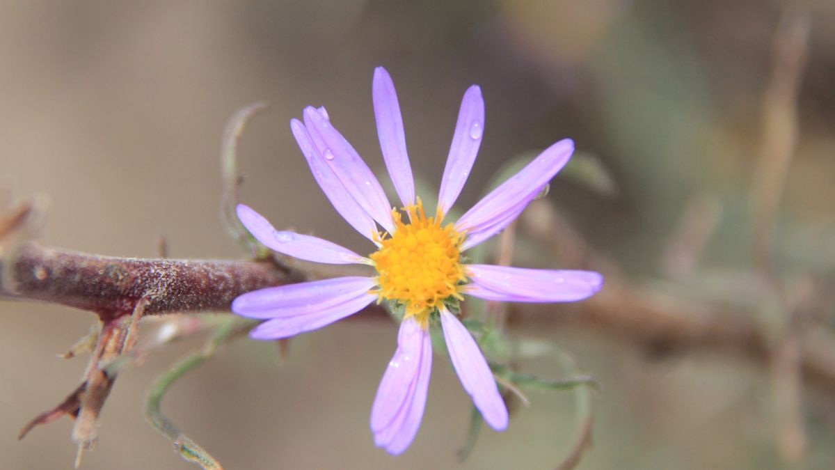 Waxy Aster – Aster Glaucus