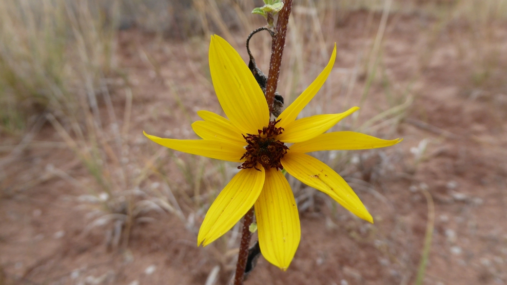 Common Sunflower – Helianthus Annuus