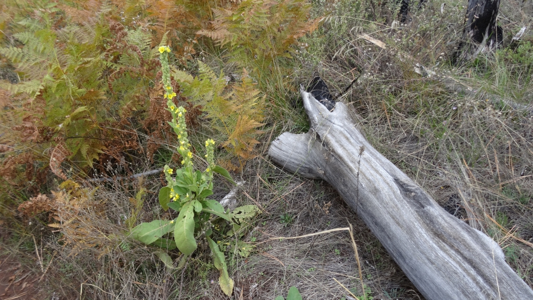 Mullein - Verbascum Thapsus