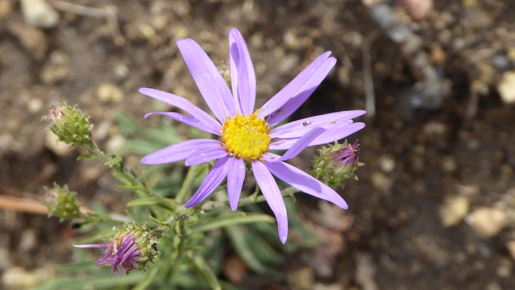 Gray Tansy Aster - Dieteria canescens