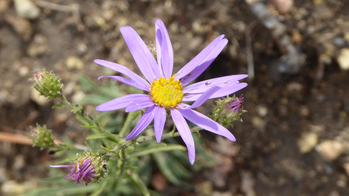 Gray Tansy Aster – Dieteria canescens