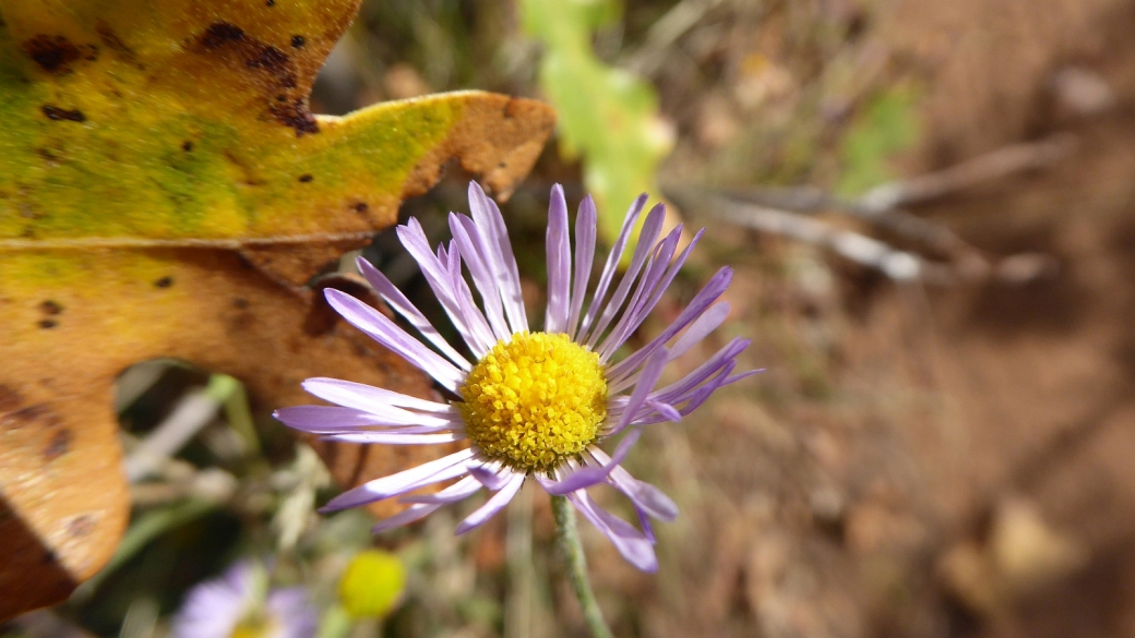 Beautiful Daisy - Erigeron Formosissimus