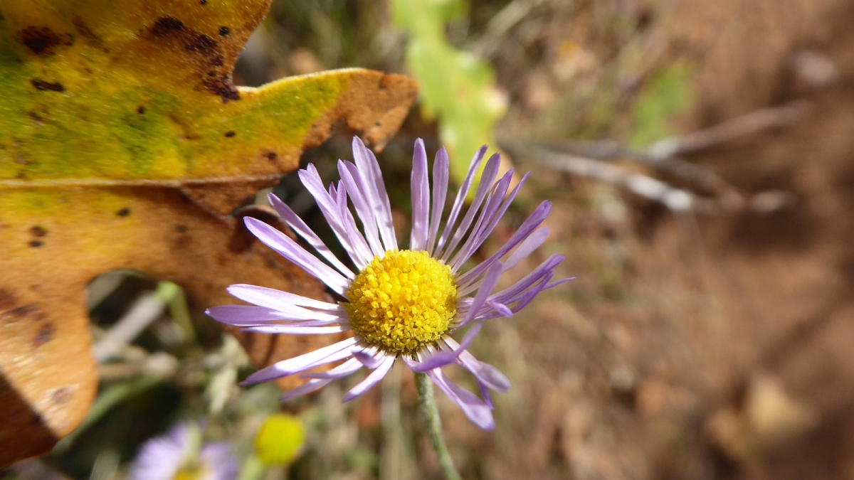 Beautiful Daisy – Erigeron Formosissimus