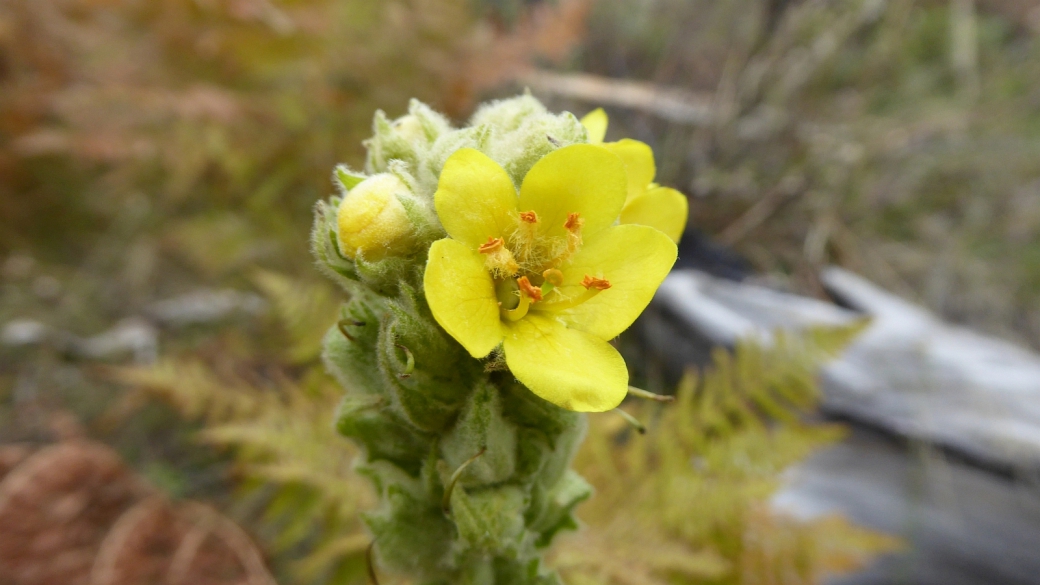 Mullein - Verbascum Thapsus