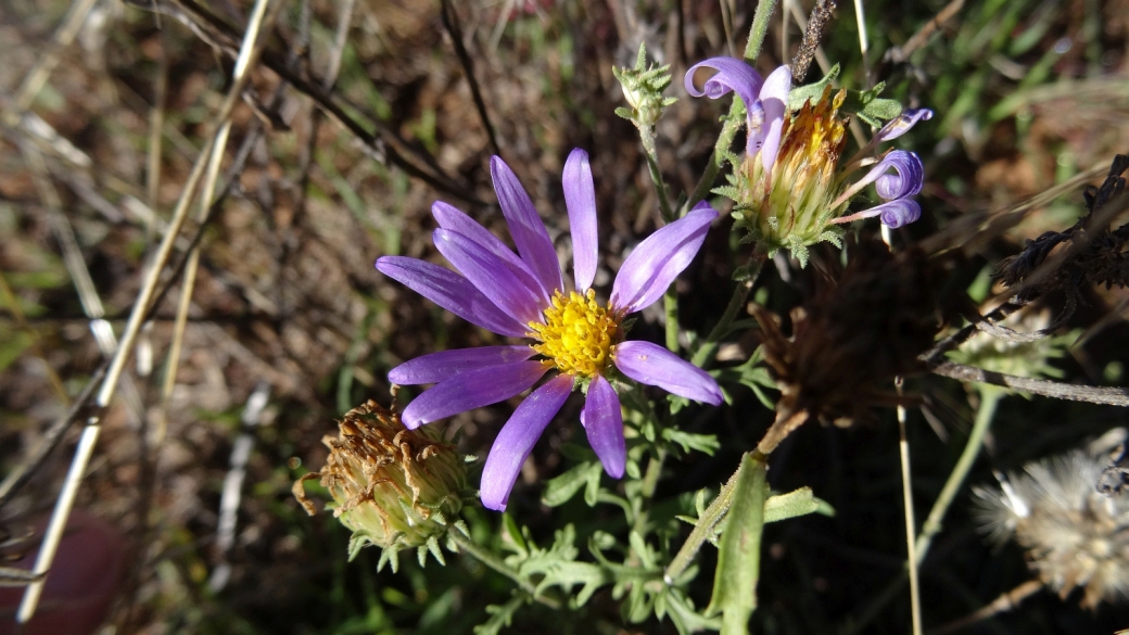 Gray Tansy Aster - Dieteria canescens