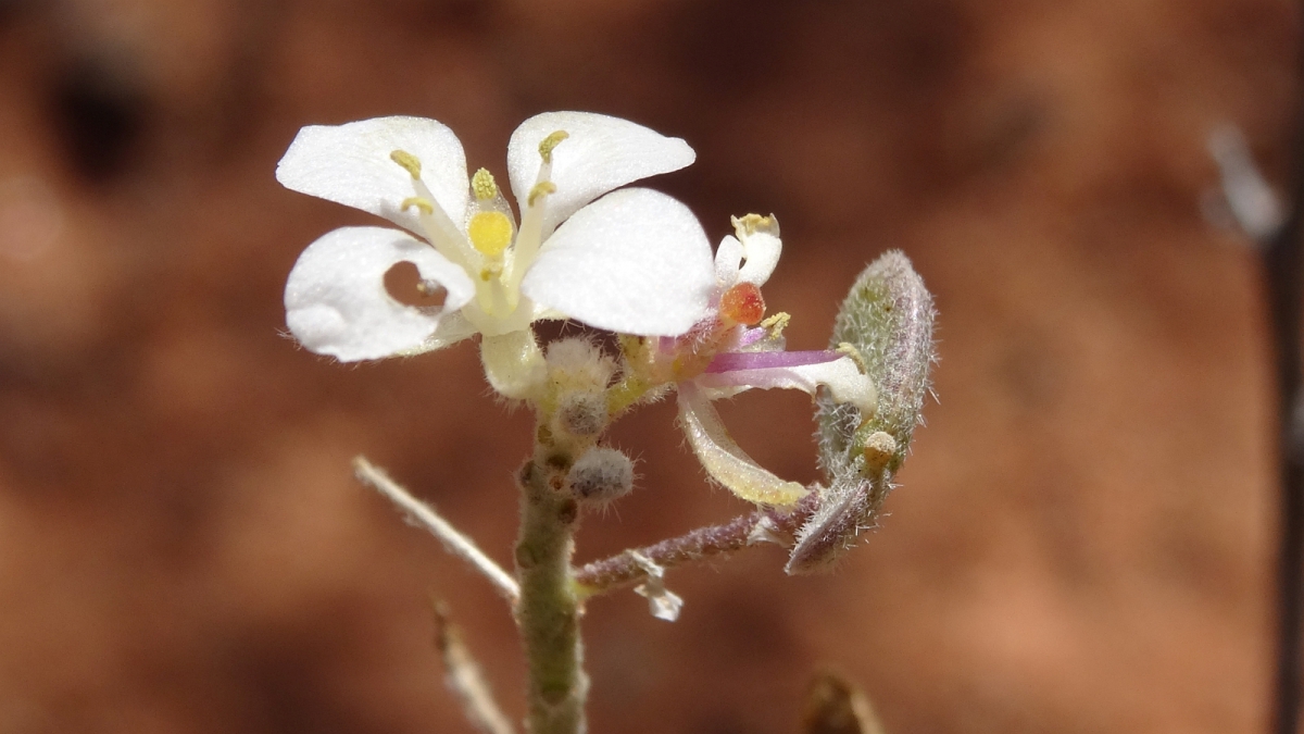 Spectacle Pod – Dimorphocarpa Wislizenii