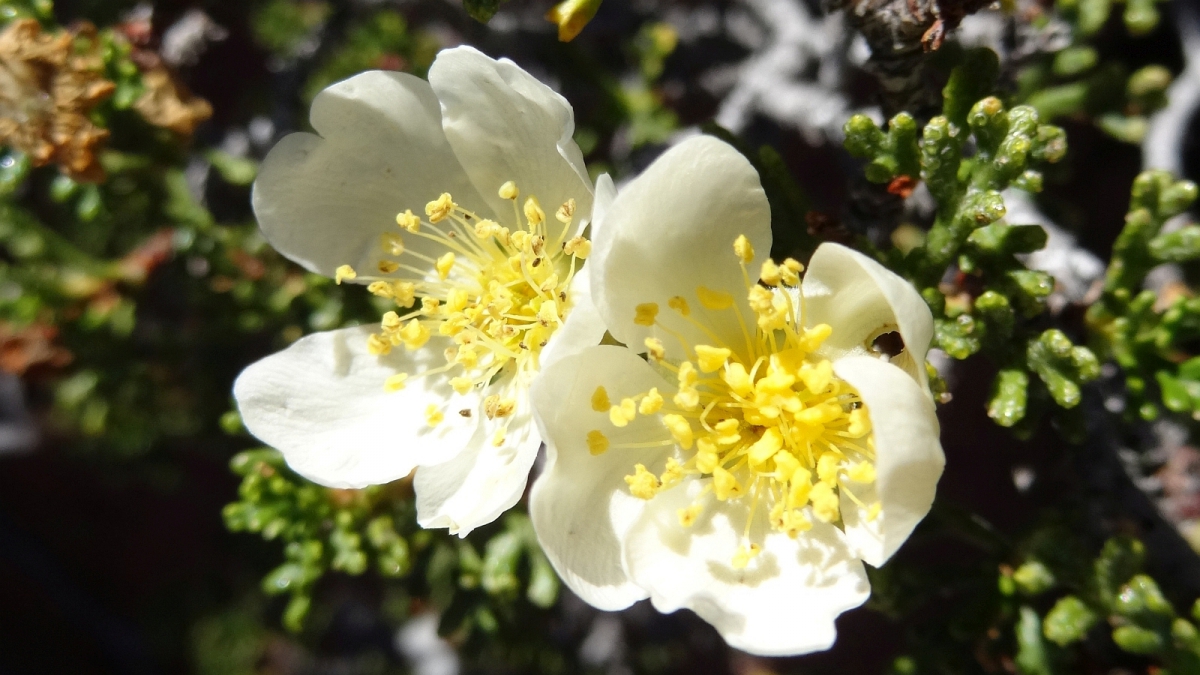 Apache Plume – Fallugia