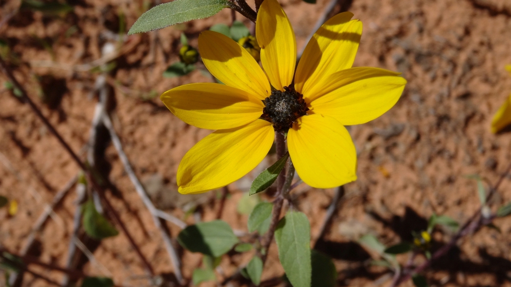 Common Sunflower - Helianthus Annuus
