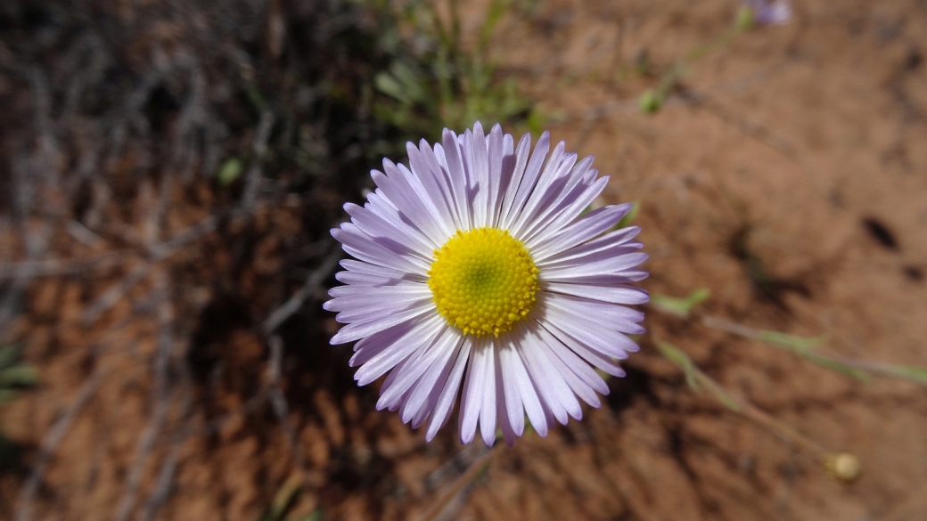 Spreading Daisy - Erigeron Divergens