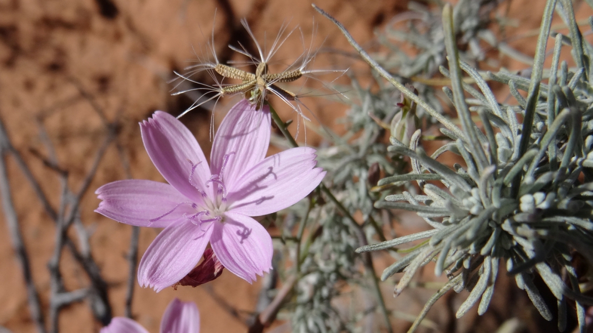 Rush-like Rushpink – Lygodesmia Juncea