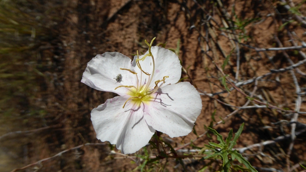 Birdcage Evening Primrose - Oenothera Deltoides