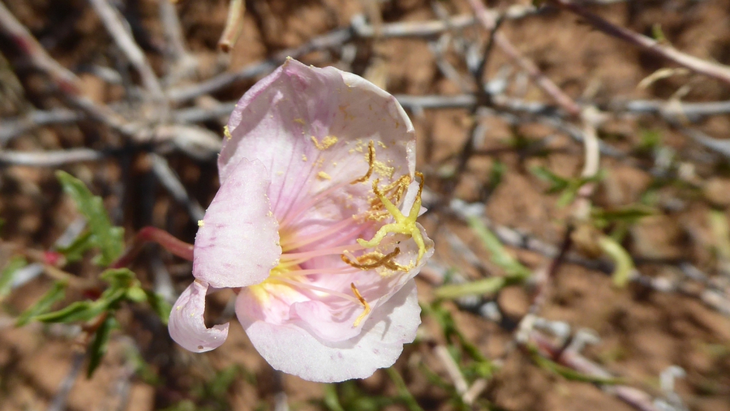 Birdcage Evening Primrose - Oenothera Deltoides