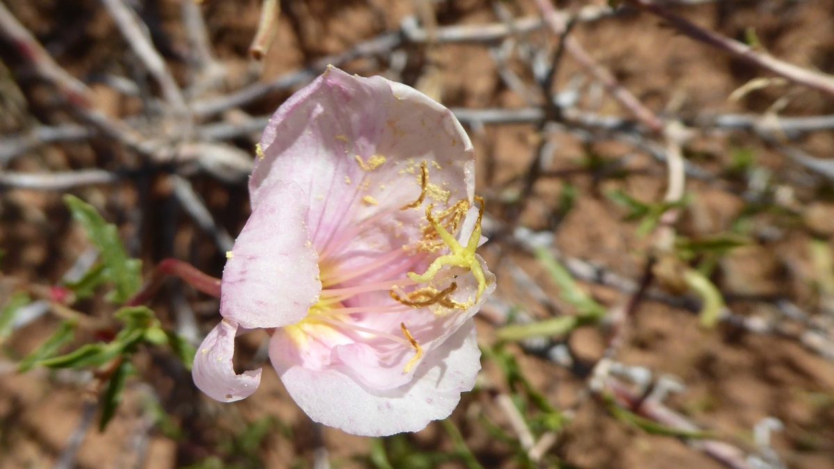 Birdcage Evening Primrose – Oenothera Deltoides