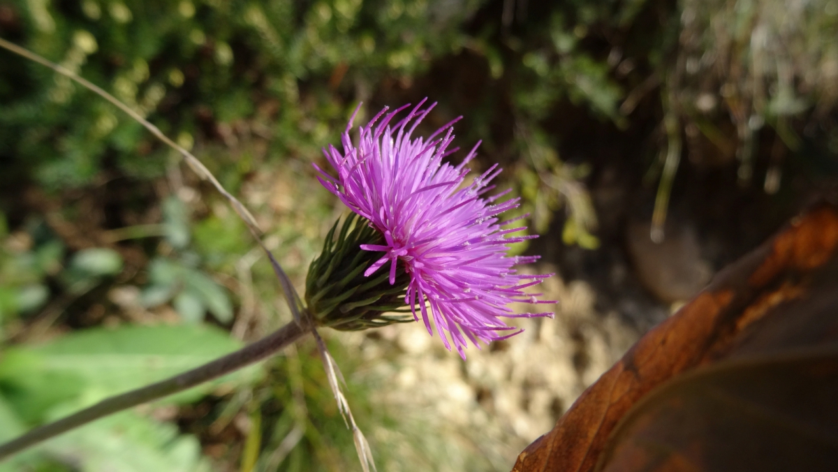 Chardon Décapité – Carduus Defloratus