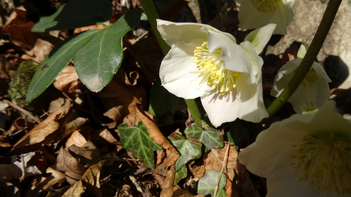 Rose de Noël – Helleborus Niger