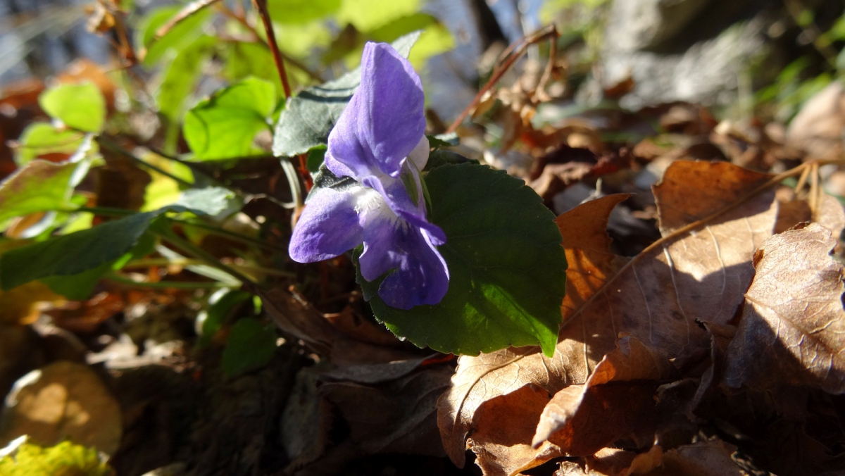 Violette – Viola