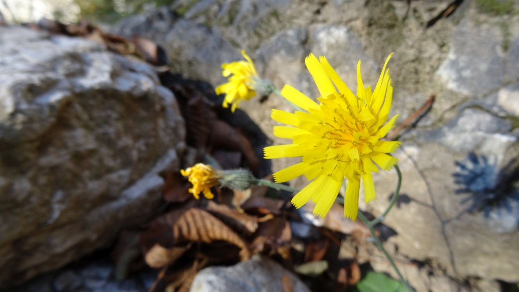 Dandelion - Taraxacum