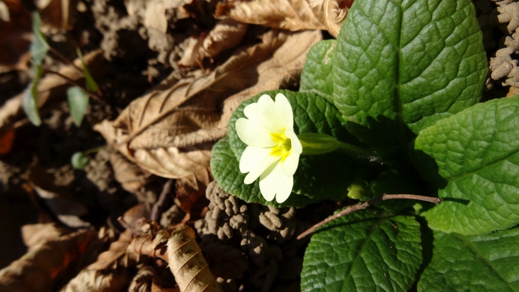 Primevère Commune - Primula Vulgaris