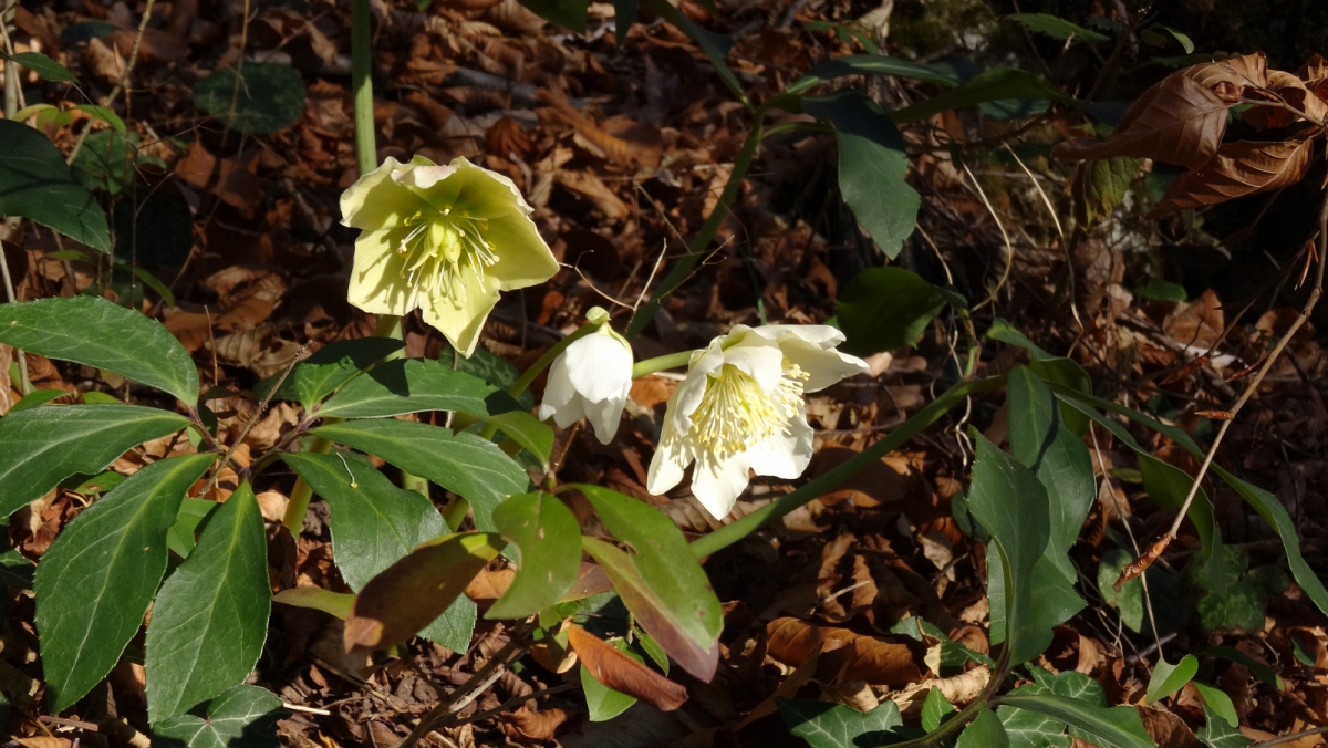 Rose de Noël – Helleborus Niger
