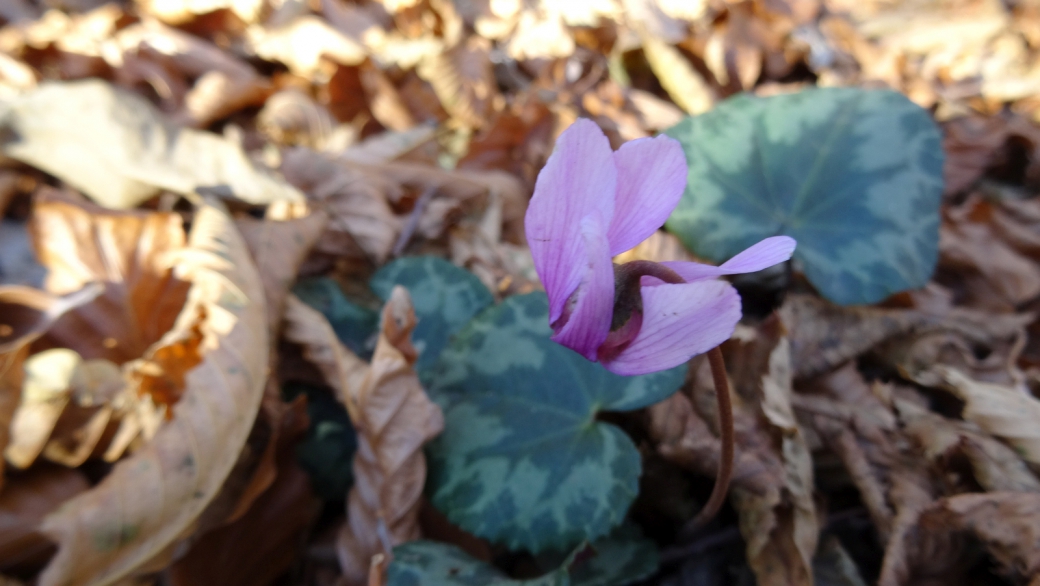 Cyclamen - Cyclamen Purpurascens