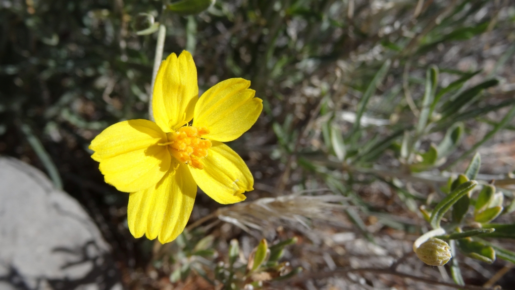 Whitestem Paperflower - Psilostrophe Cooperi 