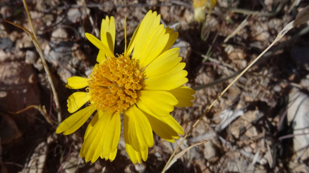 Brittlebush - Encelia Farinosa