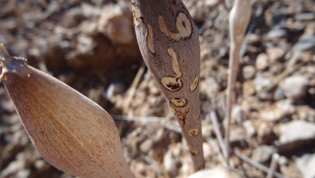 Desert Trumpet - Eriogonum Inflatum