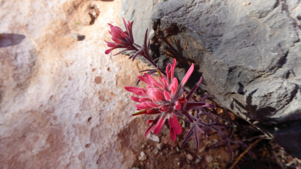 Magenta Indian Paintbrush - Castilleja Parviflora