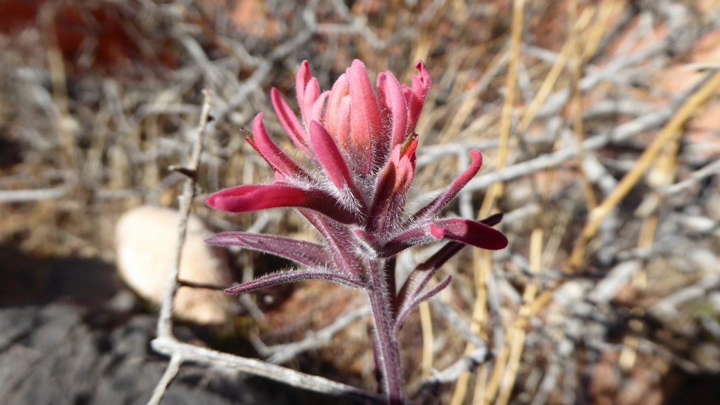 Magenta Indian Paintbrush - Castilleja Parviflora