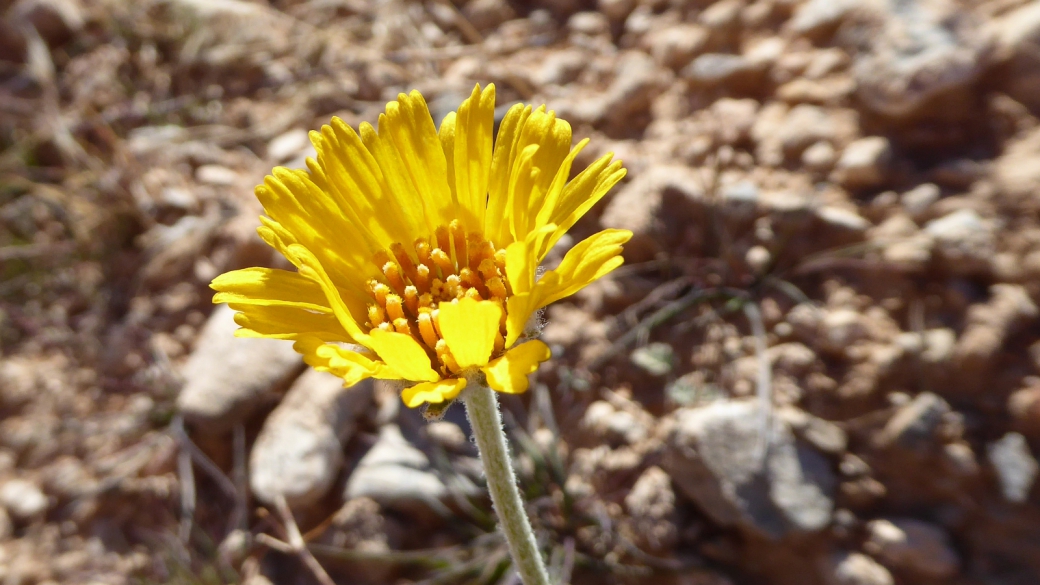 Brittlebush - Encelia Farinosa