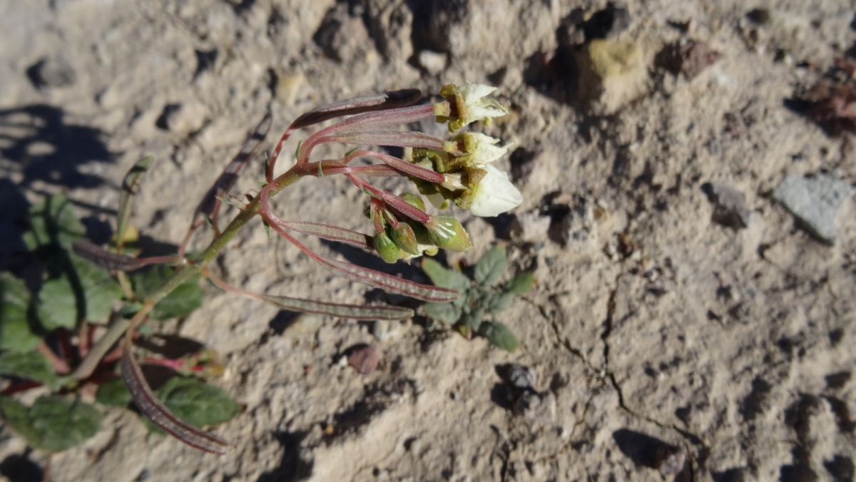Booth’s Evening Primrose – Camissonia Boothii