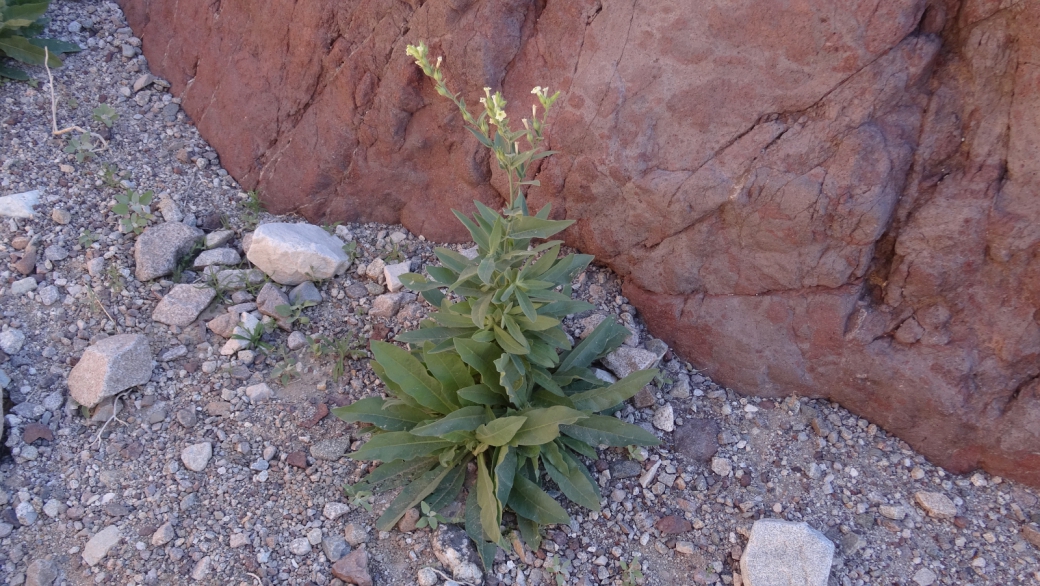 Desert Tobacco - Nicotiana Trigonophylla