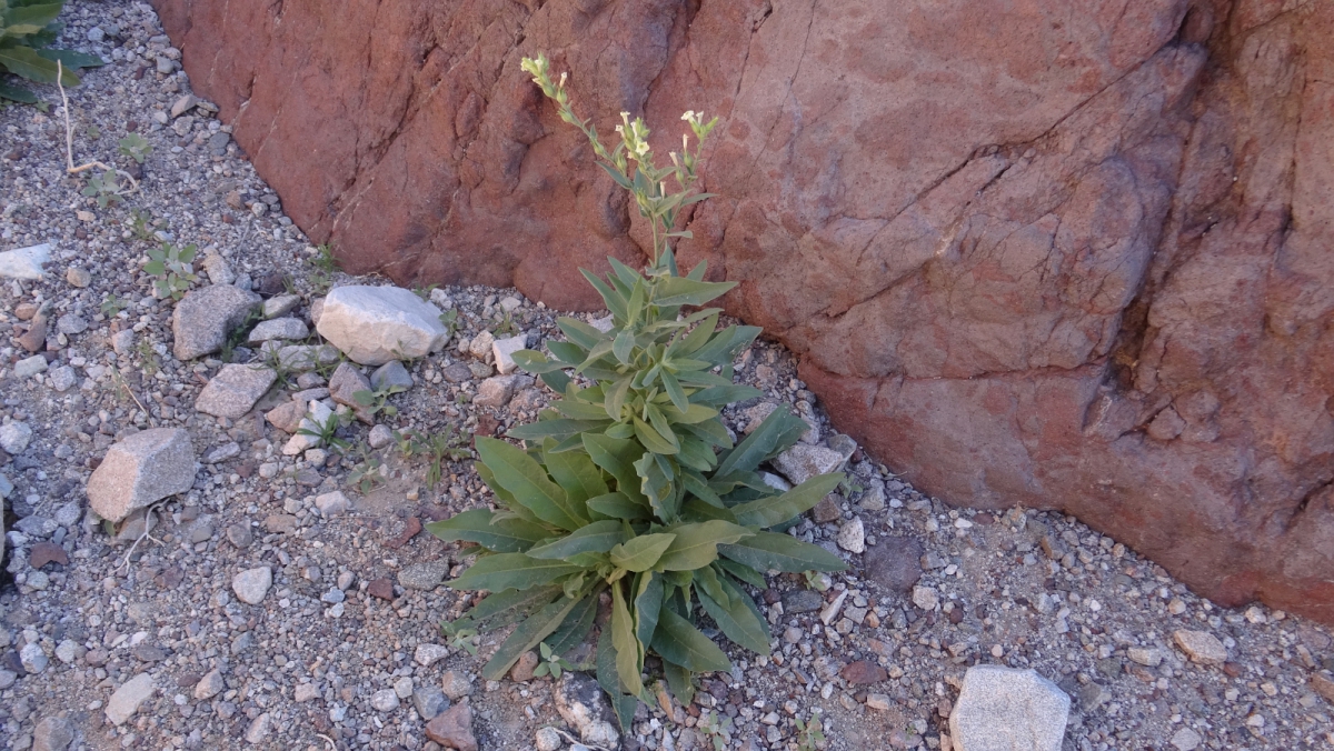 Desert Tobacco – Nicotiana Trigonophylla