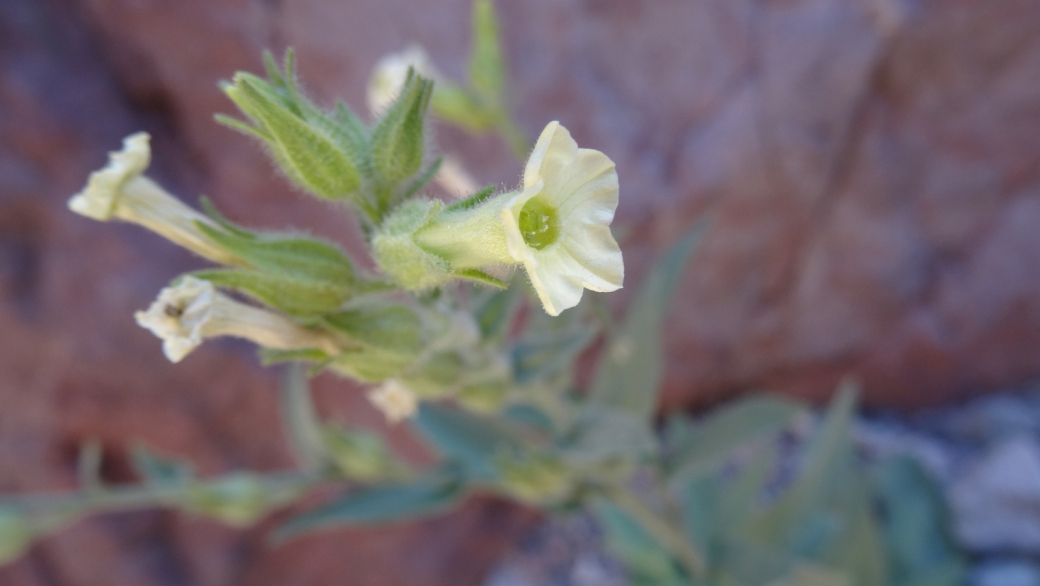 Desert Tobacco - Nicotiana Trigonophylla