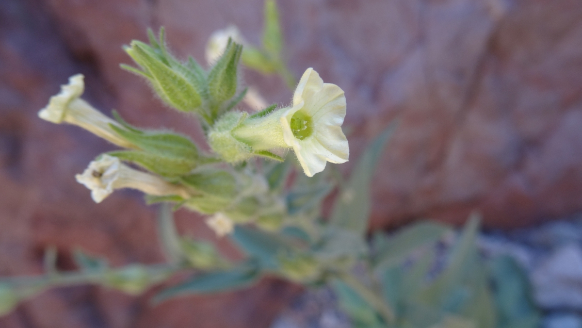 Desert Tobacco – Nicotiana Trigonophylla