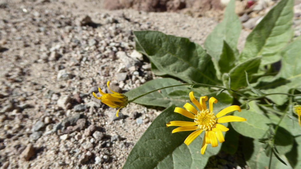 Mule’s Ear - Wyethia Amplexicaulis