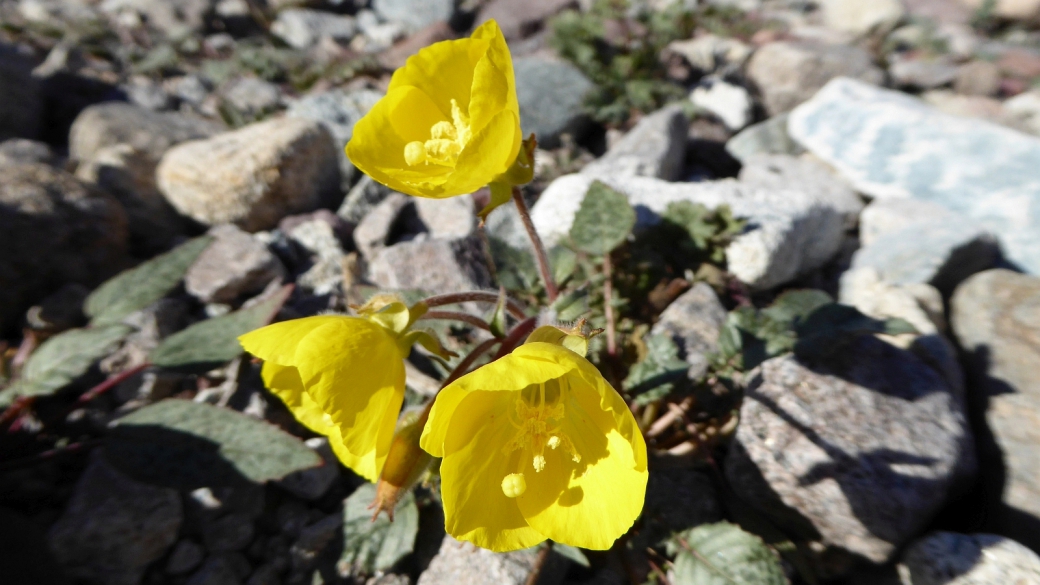 Golden Evening Primrose - Camissonia Brevipes