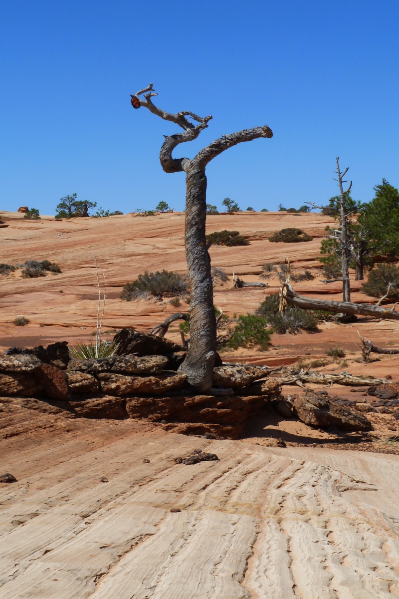 Canaan Mountain – Canaan Mountain Wilderness – Utah