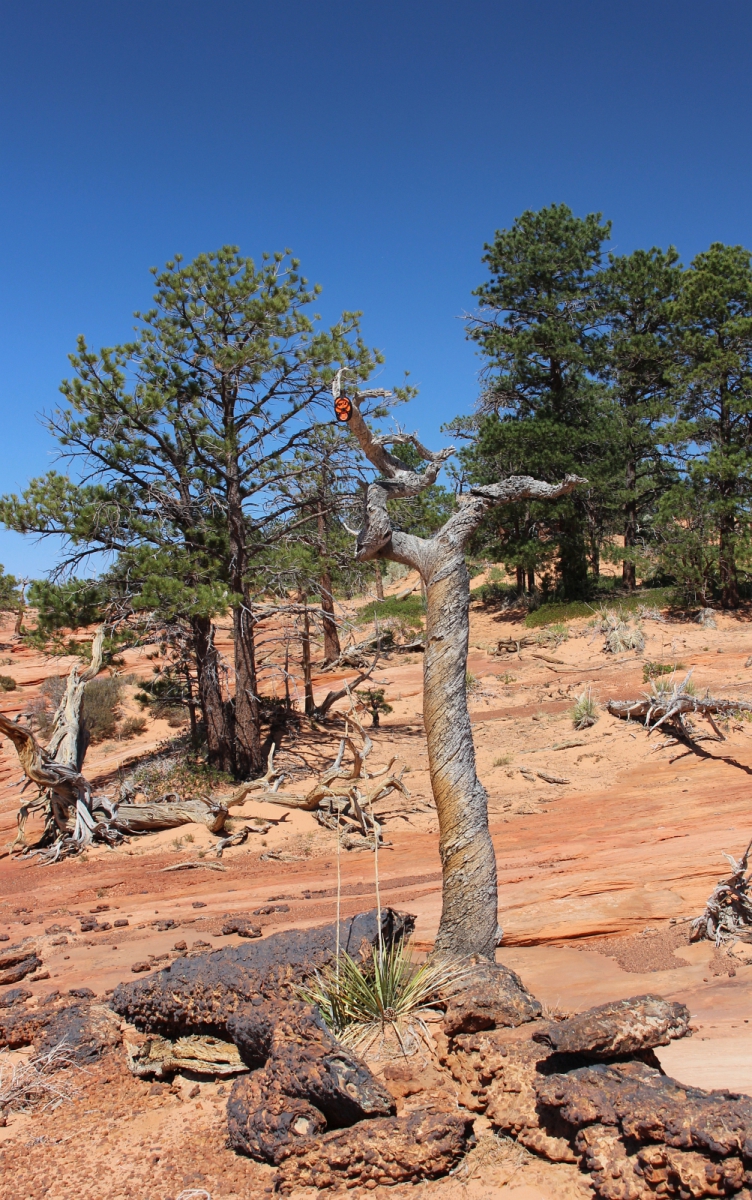 Canaan Mountain – Canaan Mountain Wilderness – Utah