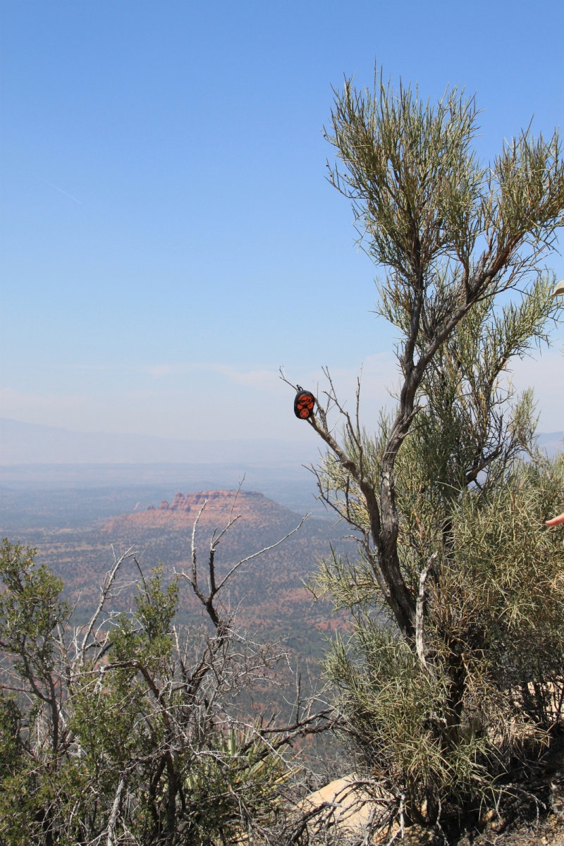 Lizard Head – Sedona – Arizona