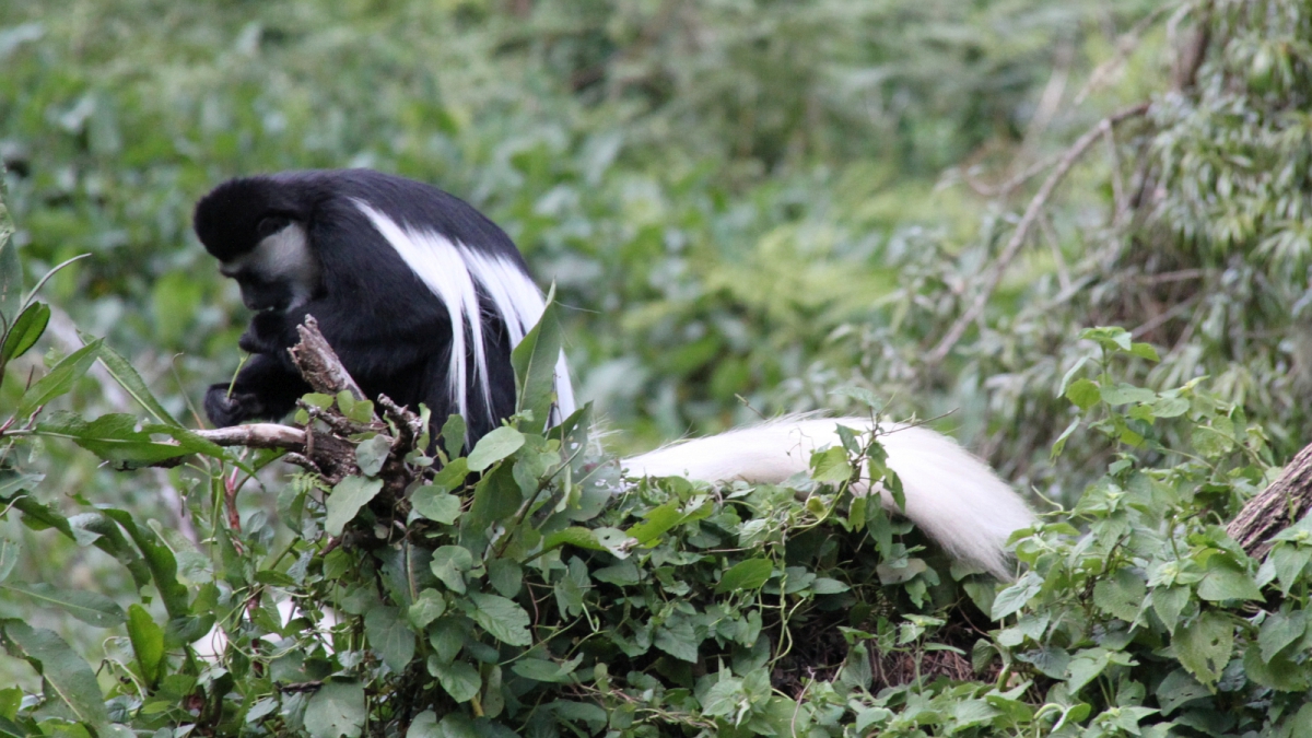 Mandara Huts – Mount Kilimanjaro National Park – Tanzania