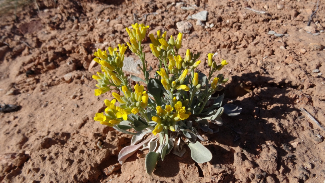 Newberry's Twinpod - Physaria Newberryi