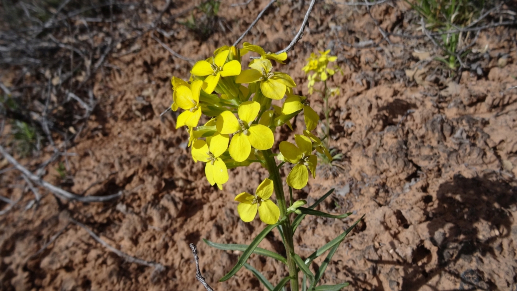 Yellow Beeplant - Cleome Lutea Hook