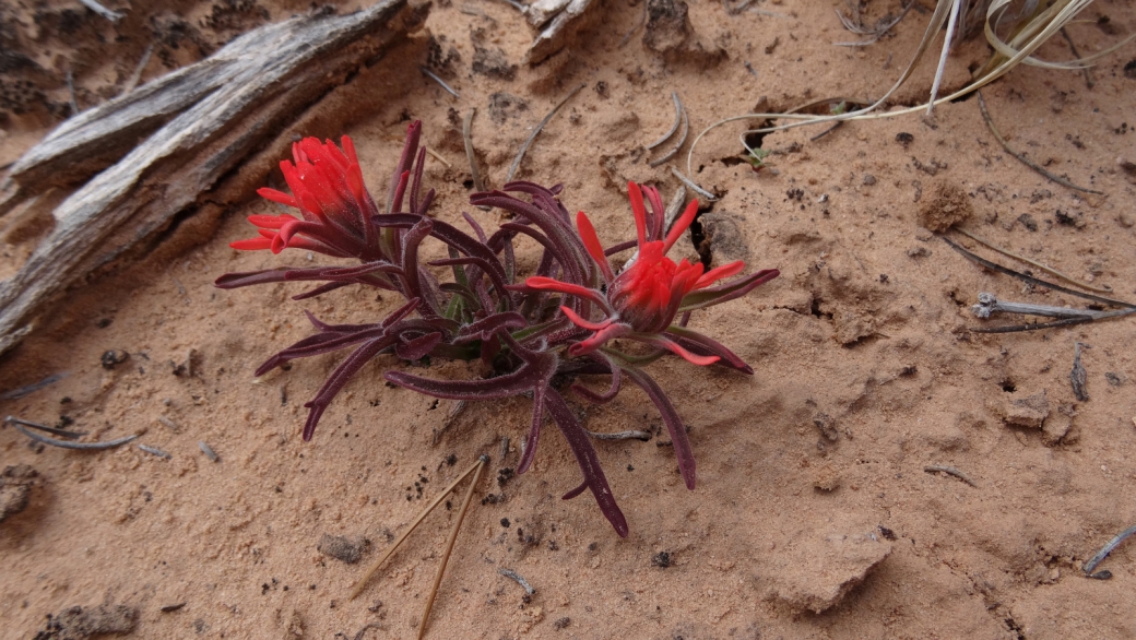 Desert Indian Paintbrush – Castilleja Chromosa