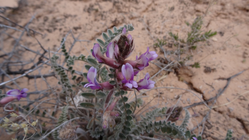 Woolly Locoweed - Astragalus Mollissimus