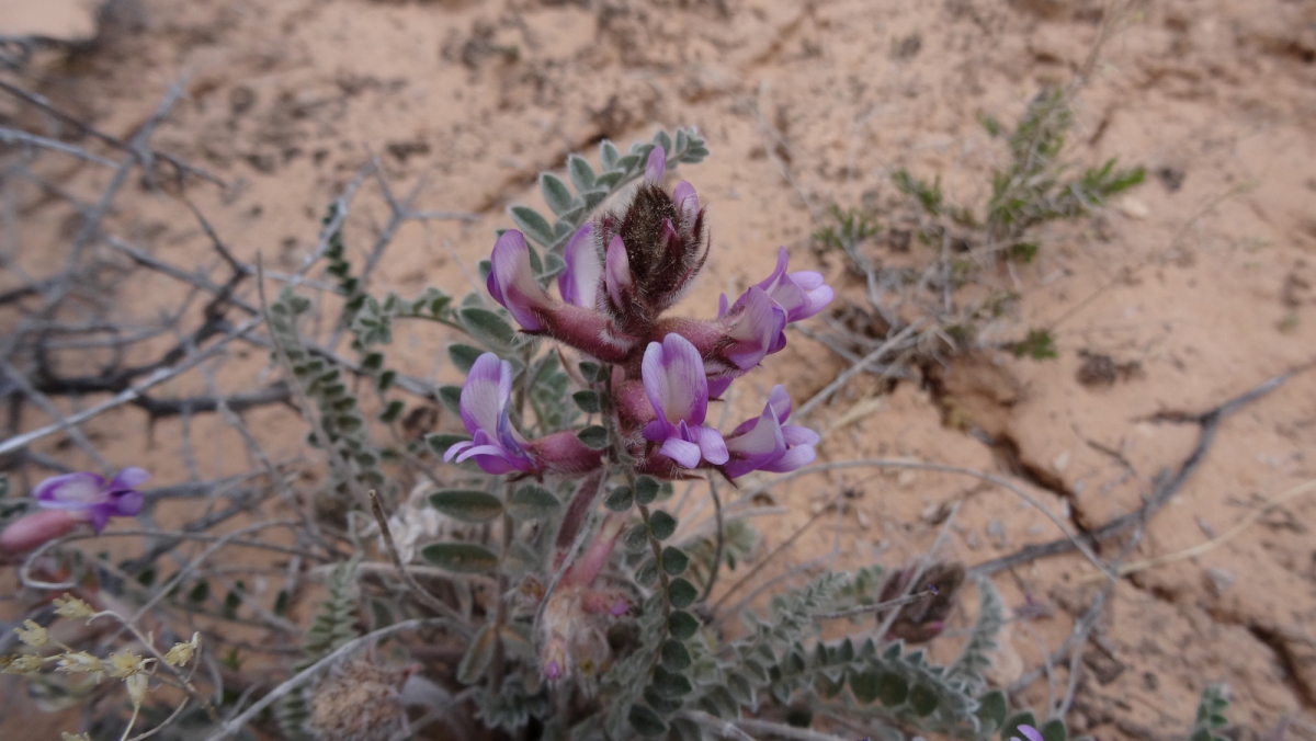 Woolly Locoweed – Astragalus Mollissimus