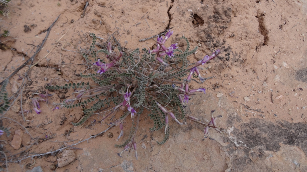 Woolly Locoweed - Astragalus Mollissimus